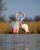 Greater Flamingos (Phoenicopterus roseus) two males sparring in spring, Camargue, France