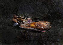 Oilbird (Steatornis caripensis) in cave, Ecuador South America