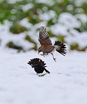 Fieldfare (Turdus pilaris) fighting with male Blackbird (Turdus merula) over apples in snow Norfolk, January