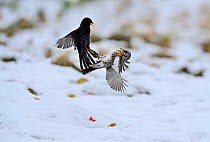 Fieldfare (Turdus pilaris) fighting with male Blackbird (Turdus merula) over apples in snow Norfolk, January
