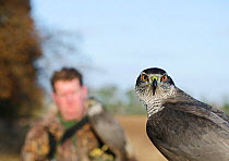 Northern Goshawk (Accipiter gentilis) captive for falconry, Norfolk, winter