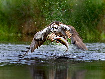 Osprey (Pandion haliaetus) catching trout, Rothiemurchus Fish Farm, Speyside, Scotland, July