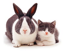 Blue Dutch rabbit with kitten with matching colouration.