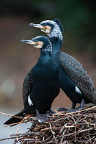 Wild Great cormorant (Phalacrocorax carbo sinensis) pair in breeding plumage on a nest in Berlin Zoological Garden, Germany, February