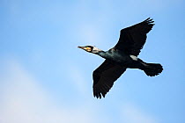 Great cormorant (Phalacrocorax carbo sinensis), adult, in breeding plumage in flight, typical 'cross' shape, Niederhof, Germany, March