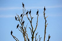 Group of Great cormorants (Phalacrocorax carbo sinensis) in breeding plumage perched on dead tree, Niederhof, Germany, March