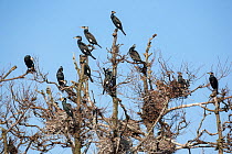 Great cormorants (Phalacrocorax carbo sinensis), adults in breeding plumage, perched on nesting trees of the colony in Niederhof, Germany, March