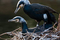 Wild Great cormorant (Phalacrocorax carbo sinensis) pair in breeding plumage, mating on a nest in Berlin Zoological Garden, Germany, February