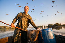 River fisherman in his boat on the river Elbe bringing in the eel catch from the gillnets and fish traps he had set a few nights before, with gulls in the background, Gorleben, Elbe, Germany, August 2...