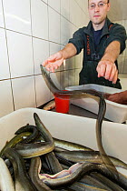 Fisherman sorting the European eel (Anguilla anguilla) catch brought in from gillnets and fish traps in the river Elbe. Gorleben, Elbe, Germany, August 2009