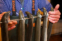 Fresh caught European eels (Anguilla anguilla) on metal skewers ready to be put into an eel smoker. Gorleben, Elbe, Germany, August 2009