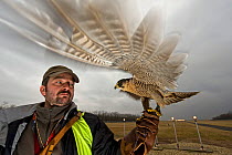 Falconer with Peregrine falcon (Falco peregrinus) to keep other bird away from airport, Budapest Airport, Hungary, March 2009