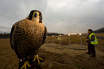 Peregrine falcon (Falco peregrinus) used to to keep other birds away from airport, Budapest Airport, Hungary, March 2009