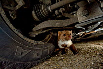 Stone marten (Martes foina) under the car in night time in Budapest, Hungary