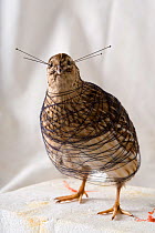Quail (Coturnix coturnix) in taxidermist workshop during the preparation process, Hungary.
