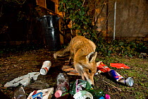 Fox (Vulpes vulpes) foraging in rubbish bins at night, outskirts of Budapest city, Hungary