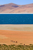 Tibetan wild ass / kiang / khyang / gorkhar (Equus kiang) grazing near Lake Rakshastal (the 'lake of the demon') Tibet