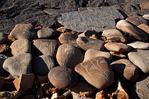 Mani stones carved with the six syllabled mantra of Avalokiteshvara (Om mani padme hum) a form of prayer in Tibetan Buddhism, Tirthapuri Monastery, near Mount Kailash, Tibet, June 2010