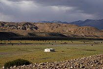 Tibetan Yak herders tent, the nomadic herders are known as Drokpa and make up about 25 percent of Tibetans in Tibet, Gurugem Gompa, near Mount Kailash, Tibet, June 2010
