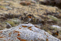 Robin accentor (Prunella rubeculoides) two males displaying on rock, Lha Chu River Valley, Mount Kailash, Tibet. June