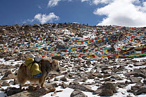 Domestic yak (Bos grunniens) carrying supplies at the Drolma La (18,000ft) highest point on the Mount Kailash Parikrama, Mount Kailash, Tibet. June 2010