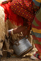 Goat herder milking, these nomadic herders are known as Drokpa and make up about 25 percent of Tibetans in Tibet. Near Baryang, Tibet. June 2010