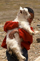 Goat herder child carrying a goat kid, these nomadic herders are known as Drokpa and make up about 25 percent of Tibetans in Tibet. Near Baryang, Tibet. June 2010