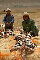 Goat herder binding goats for milking, these nomadic herders are known as Drokpa and make up about 25 percent of Tibetans in Tibet. Near Baryang, Tibet. June 2010.