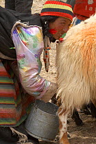 Goat herder milking, a nomadic herder known as Drokpa, who make up about 25 percent of Tibetans in Tibet. Near Baryang, Tibet. June 2010