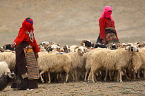 Women goat herders rounding up goats for milking. Nomadic herders are known as Drokpa and make up about 25 percent of Tibetans in Tibet. Near Baryang, Tibet. June 2010