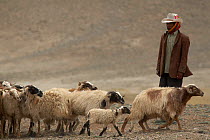 Goat herder rounding up goats for milking, these nomadic herders are known as Drokpa and make up about 25 percent of Tibetans in Tibet. Near Baryang, Tibet. June 2010