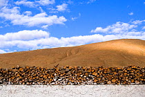 Firewood piled on a white washed wall in the town of Saga (4,640m/15,223ft) in Shigatse Prefecture, southern Tibet