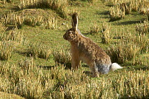 Woolly hare (Lepus oiostolus) can be found in high altitude meadow steppes, near Pelgu Tsho lake, Mount Kailash, Tibet