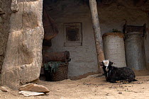 Domestic goat (Capra aegagrus hircus) sat on a porch next to a staircase carved out of a single trunk of wood. Simikot, Humla Region. Nepal 2010