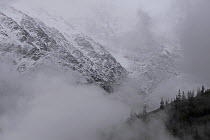 Snow and pine covered hillsides of the Karnali River Valley shrouded in low cloud, near Nanang La pass, Humla Region, Nepal. June 2010