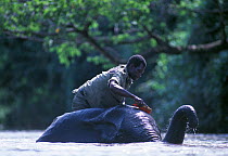 Domesticated African elephant (Loxodonta africana) being cleaned by mahout Cornac in river, Nagero, Garamba National Park, North Eastern Zaire, now the Democratic Republic of Congo. Remnants of the ol...
