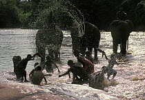 Domesticated African elephants (Loxodonta africana) being cleaned by mahout Cornac in river, alongside children doing their washing, Nagero, Garamba National Park, North Eastern Zaire, now the Democra...