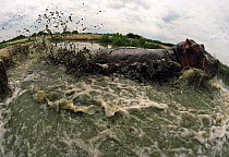 Hippopotamus (Hippopotamus amphibius) speeds across mud wallow in Rwindi sector of the Virunga National Park before the massive slaughter of hippos in the region at the start of the deterioration of s...