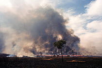 Extensive fierce grass fire consuming savanna, during dry season burning, Garamba National Park, formerly Zaire, now Democratic Republic of Congo