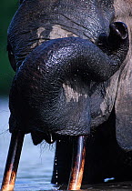 African elephant (Loxodonta africana) in river rubbing eye with trunk, Garamba National Park, Democratic Republic of Congo.