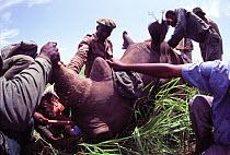 Northern White Rhinoceros (Ceratotherium simum cottoni) immobilised and being measured for fitting of radio telemetry collar, by Dr Kes Smith and staff from the Institut Zaire pour la Conservation de...