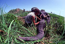 African elephant (Loxodonta africana) being measured for fitting of radio telemetry collar with data collection, by Dr Kes Smith and staff from the Institut Zairois pour la Conservation de la Nature (...