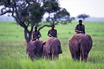 Domesticated African elephants (Loxodonta africana) with Cornacs riding across Garamba National Park, Nagero, North Eastern Zaire, now Democratic Republic of Congo