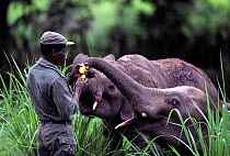 African elephant (Loxodonta africana) two youngsters 'Mecca' and 'Lungunia' being fed mangos by their keeper, Garamba National Park, North Eastern Zaire, now the Democratic Republic of Congo. Remnants...