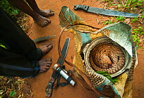 African white bellied Tree Pangolin (Phataginus tricuspis) at feet of hunters being transported to market as bushmeat for sale to Bayanga village, on edge of Dzanga-Ndoki National Park, Central Africa...