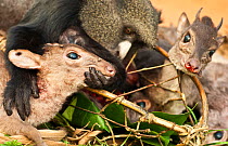 Carcass of a Putty nosed monkey (Cercopithecus nictitans nictitans) and Blue duiker (Cephalophus monticola) are posed by the hunter for the photographer during a hunter's transport break. This bushmea...