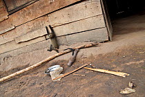 Putty nosed monkey (Cercopithecus nictitans nictitans) young female climbing village house wall in boredom, tied to a heavy old vehicle engine part is held captive in a village close to the forest. Th...