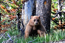 American black bear (Ursus americanus) feeding on grass, Yellowstone National Park, Wyoming, USA