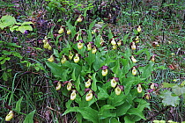 Lady's slipper orchid (Cypripedium calceolus) group in woodland, Vercors National Park, France, June