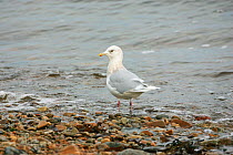 Iceland gull (Larus glaucoides) on the shore, Sound of Jura Islay, Argyll and Bute, Scotland, UK, November
